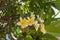 Blossoming plumaria & x28;monoi& x29; flowers.