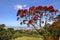 Blossoming pohutukawa tree Metrosideros excelsa, New Zealand christmas tree