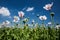 Blossoming poppies