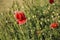 Blossoming poppies