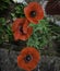 Blossoming Poppies Against a Mossy Ground, Ranchi.