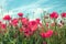 Blossoming Poppies (papaver) field. Wild poppies against blue sky