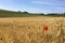 Blossoming Poppy Flower on a wheat / barley / rye crop field in the Eifel Landscape, Germany in beautiful summer sunshine