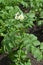 Blossoming potatoes (Solanum tuberosum L. )