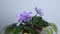 Blossoming  potted African Violet Saintpaulia ionantha Beautiful blue blossoming plant of Senpolia or Uzumbar violet saintpauli