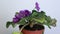 Blossoming  potted African Violet Saintpaulia ionantha Beautiful pink purple blossoming plant of Senpolia or Uzumbar violet sai