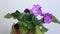 Blossoming  potted African Violet Saintpaulia ionantha Beautiful pink purple blossoming plant of Senpolia or Uzumbar violet sai