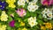 Blossoming primula vulgaris Flowers
