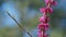 Blossoming Of Purple Cercis Siliquastrum In Park Of Europe In The Spring. Close up.