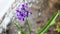 Blossoming purple hyacinth flower