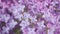 Blossoming purple lilac flower. Floral romantic spring background. Syringa vulgaris. Rack focus.