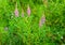 Blossoming Purple Loosestrife between flowering other wild plant