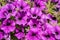 Blossoming purple petunia flowers