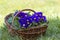 Blossoming purple primrose in a basket