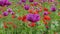 Blossoming purple, red poppies with straws, plant breeding