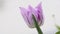 Blossoming purple tulip head close-up