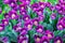 Blossoming purple tulips