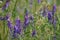 Blossoming Purple Vetch Wildflowers