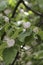 Blossoming quince, background