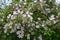 Blossoming quince tree in garden