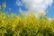 Blossoming rapeseed