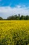 Blossoming rapeseed field and church in background