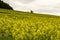 blossoming rapeseed field in hilly countryside, Baden Wuttenberg, Germany