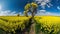 Blossoming rapeseed field leading to the beautiful sunset sky with countryside landscape