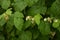 Blossoming Raspberry Shoots in the Garden.Raspberry Flower Buds