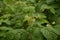 Blossoming Raspberry Shoots in the Garden.Raspberry Flower Buds