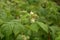 Blossoming Raspberry Shoots in the Garden.Raspberry Flower Buds