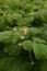 Blossoming Raspberry Shoots in the Garden.Raspberry Flower Buds