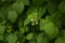 Blossoming Raspberry Shoots in the Garden.Raspberry Flower Buds