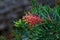 Blossoming Red Banksia