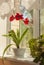 Blossoming red hippeastrum on the window