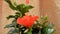 Blossoming of red ibiscus in greenhouse