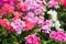 Blossoming red and pink geranium