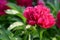 Blossoming red/pink peony flower