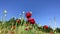 Blossoming red poppies against the blue sky, bottom view