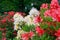 Blossoming of red and yellow rhododendrons and azaleas