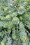 Blossoming of a rhodiola pink Rhodiola rosea L