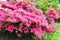 Blossoming Rhododendron bush with pink flowers