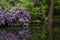 Blossoming rhododendron bushes in the park on the river bank.