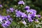 The blossoming rhododendron. Flowers and leaves.