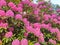 Blossoming rododendron in the countryside from Netherlands