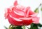 Blossoming rose flower