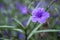 Blossoming ruellia brittoniana flowers closeup