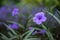 Blossoming ruellia brittoniana flowers closeup