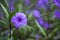 Blossoming ruellia brittoniana flowers closeup