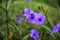 Blossoming ruellia brittoniana flowers closeup